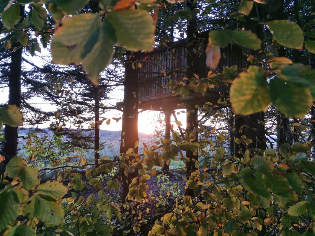 Solnedgang foran treetopshelter