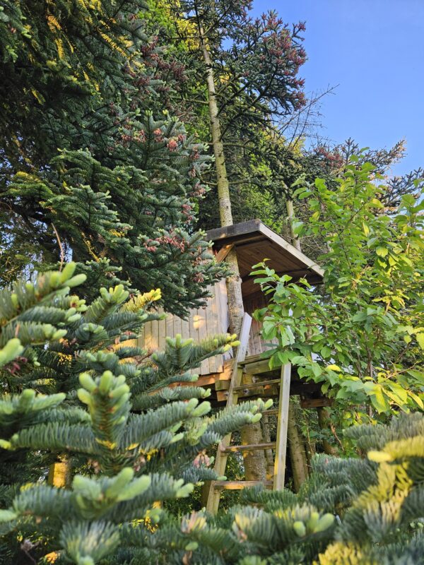 Treetop shelter i grannerne